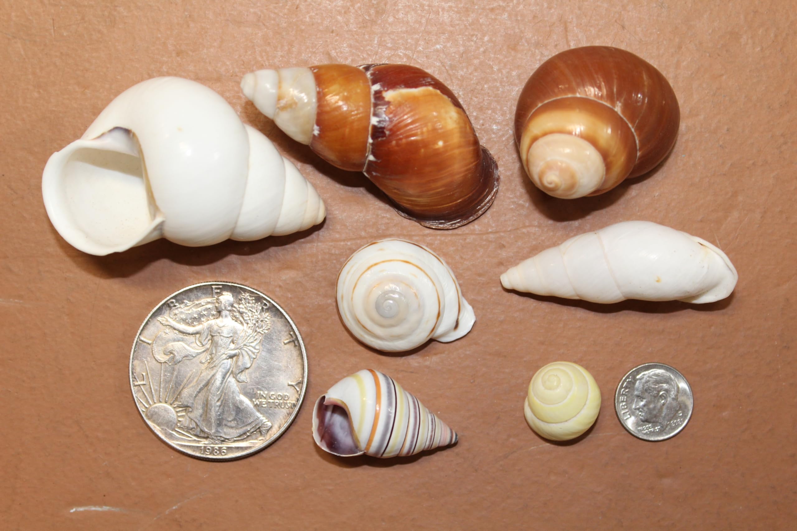 Amazon.com: Natural Land Snail Shells, Assorted Colors and Sizes